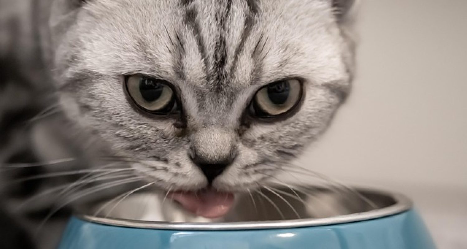 ga984b5d7e828d5f2f6c3d70341f2415798a37f1f1671ce43485a588d41275a7ab8e34072fd012840ca26fa8d2c8d265bc2d5fbf242425fdc2c620be57f0803a5_640